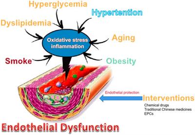 Research progress in endothelial cell injury and repair